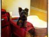 Top 10 Tips for Traveling with Pets