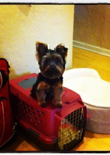 Top 10 Tips for Traveling with Pets