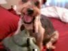 5 Steps to Spring or PCS Cleaning for Your Pet