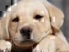 5 Things to Consider BEFORE You Adopt a Pet