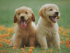 10 Hilarious Reasons Your Military Family is Ready for a Pet