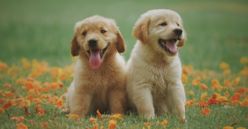 military family pet