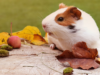 Which Pets Aren’t Allowed in Military Housing?
