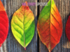 8 Fall Home Maintenance Steps That All Of US Can Do