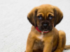 How My Dog Helps Me Survive This Crazy Military Life