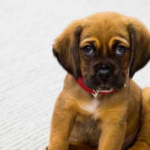 How My Dog Helps Me Survive This Crazy Military Life