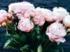 The Pity Flowers