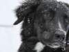Cold Weather Survival for Your Pet