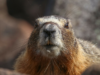 We Could ALL Use a (Military Life) Groundhog Day