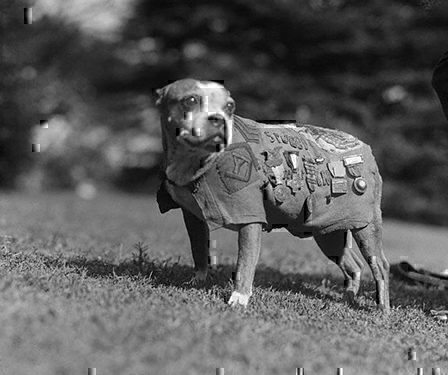 Pioneer Services dog