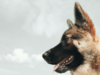 Enter Your Pet’s Photo to be on the Military Spouse Magazine Cover