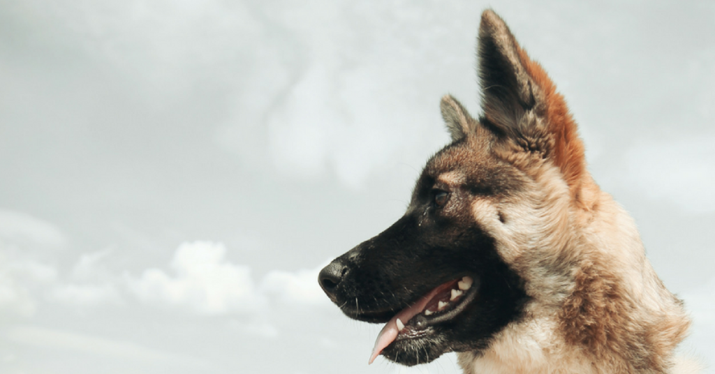 Pet Photo Military Spouse Magazine Cover