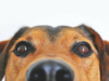This Airline Pet Policy May Ban Your Pet From the Air
