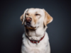 The Healing Power of Pets