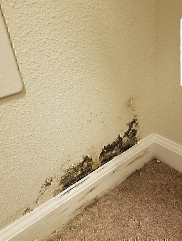 Black mold that is beginning to grow at the base of the wall at Fort Leonardwood, Missouri.