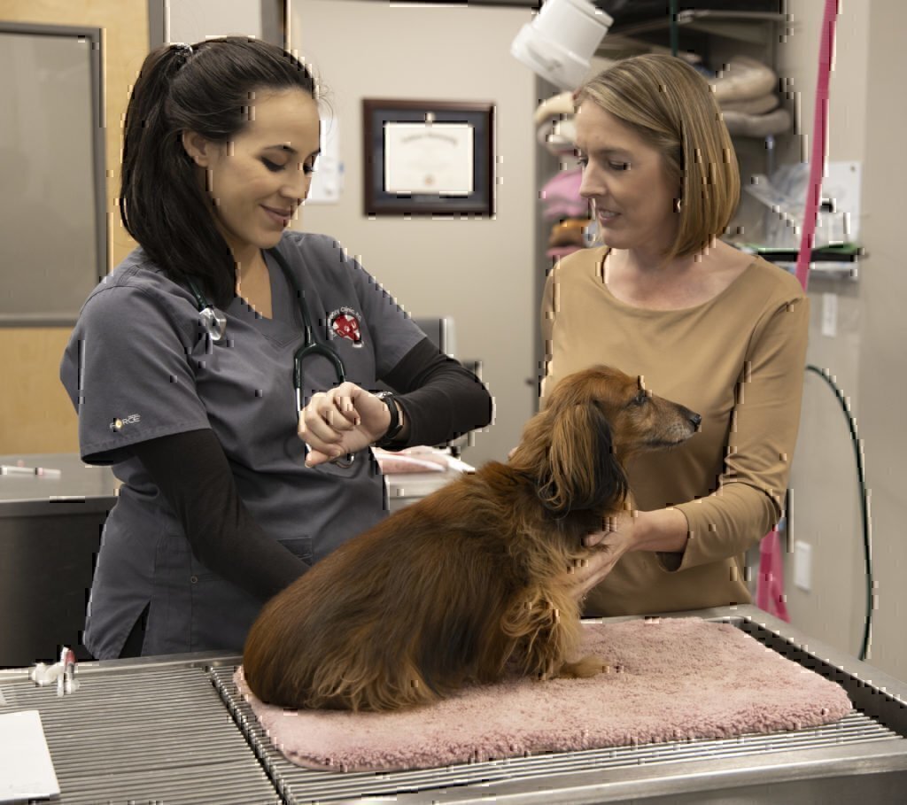 Jessica Molina speaking with a customer at her veterinarian workplace.