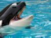 SeaWorld Offers Free Admission for Military Veterans and their Families