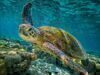 Hundreds of Helpless Cold-stunned Sea Turtles Rescued by Navy Pilots and Pickup Trucks