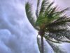 Rooted and Resilient Through the Storms