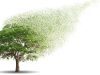 The Giving Tree: An Open Letter for the Military Spouse